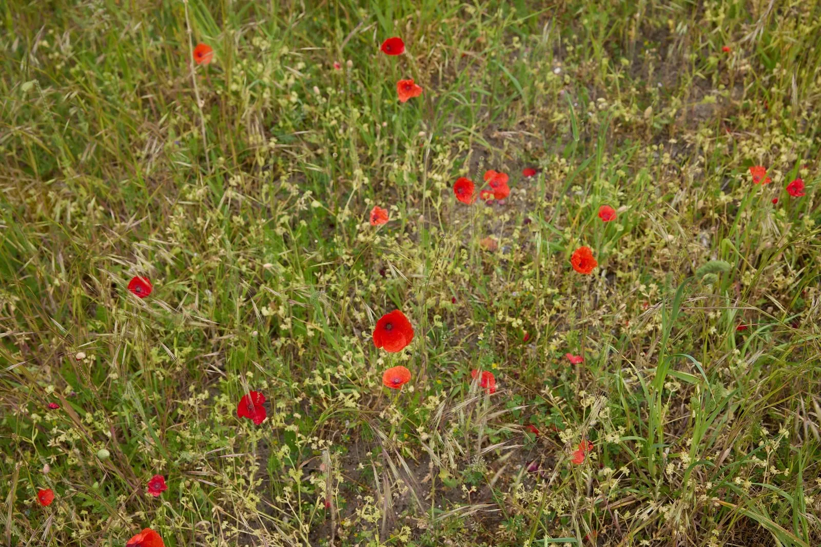 Klaprozen in het gras van een berm