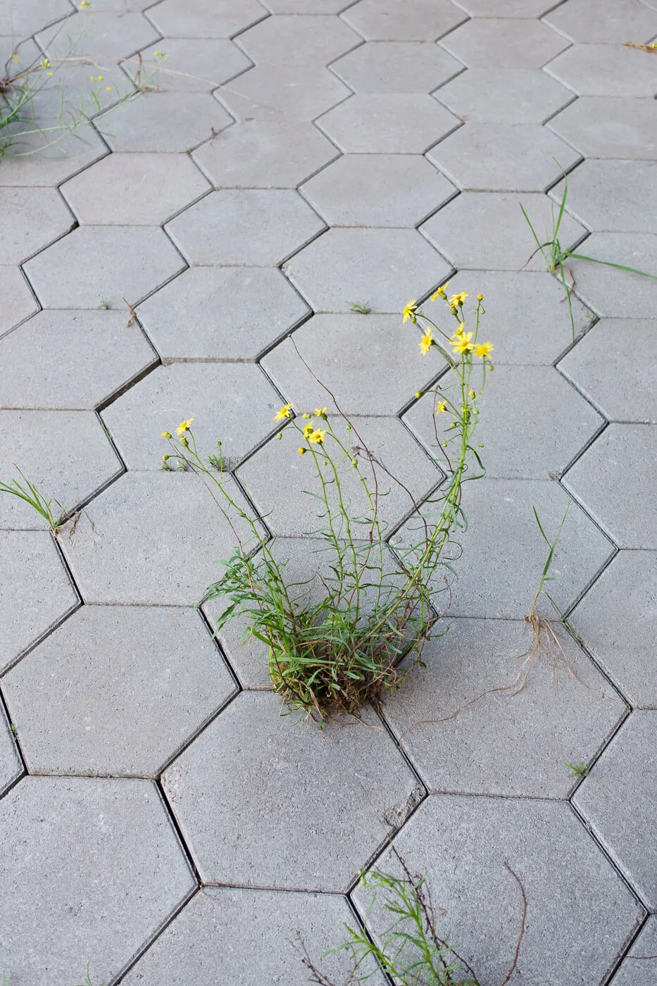 Gele bloem groeit tussen zeshoekige stoeptegels