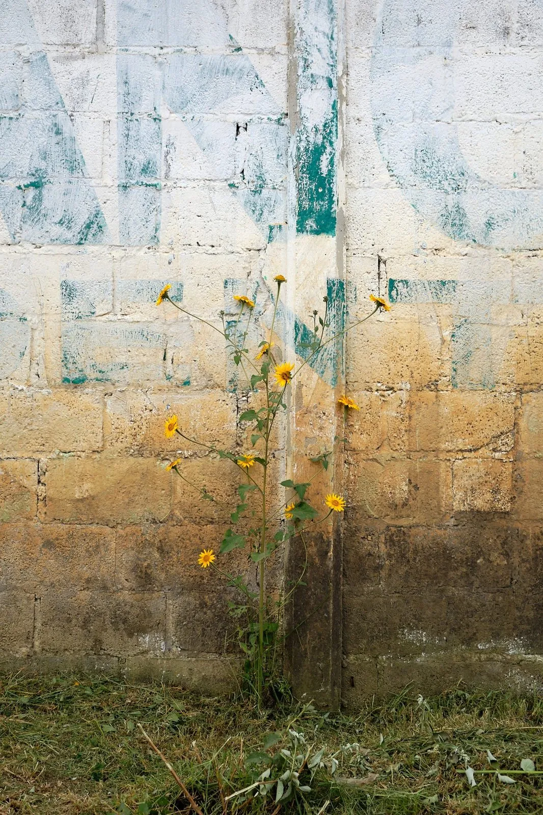 Gele bloemen langs een bekladde betonnen muur