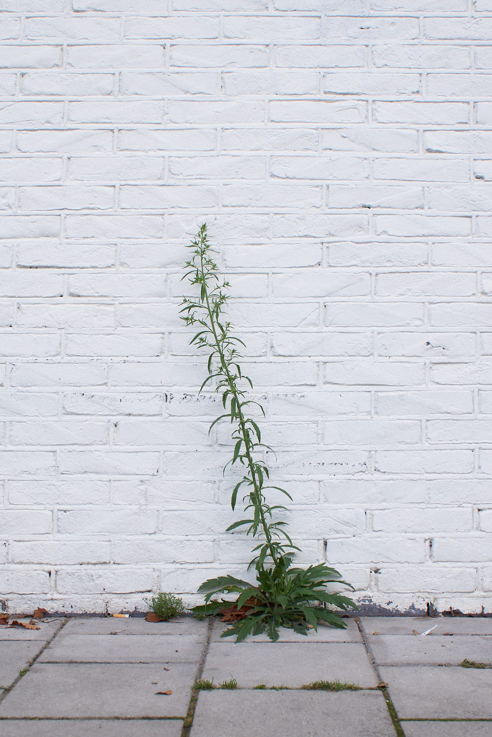 Muurbloempjes_DSC05348 1_web