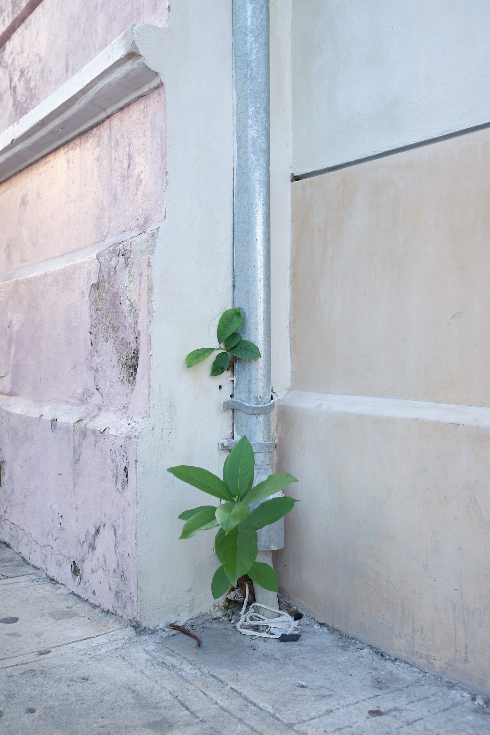 Muurbloempjes_DSCF1870_web